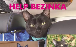 Pomozte Bezince získat šanci na uzdravení