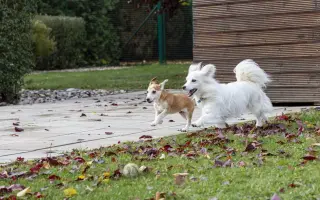 Výběhy naděje pro pejsky v nouzi