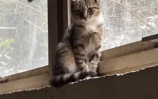 Pomozte sedmi kočkám zachráněných z ulice