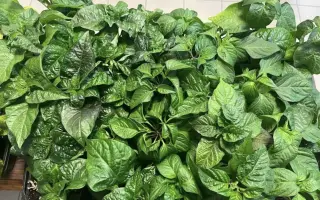 Podpořte bylinkový projekt Azeret Herbs