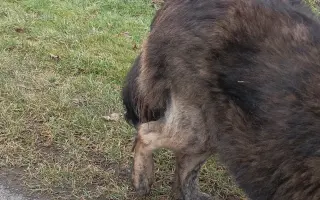 Nekonečný boj o záchranu zvířecích životů 😢