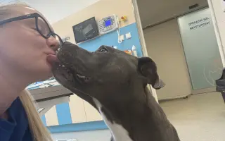 Dobbyho invalidní vozíček a rehabilitace