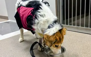 POMOC PRO FOXÍČKA, ASPENA A TAFFY-JACKA