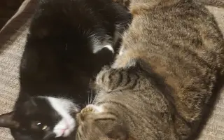 Operace kočičky Páji