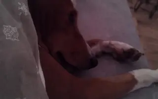 Billinka znovu bojuje o život – pomozte jí ho vyhrát