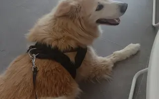 FOXY čekal 10 let na domov. Konečně ho našel. Teď bojuje o život.