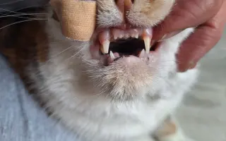 9 nalezených Lásek