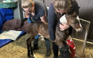 Miracle Joy After Storm ✨🐴