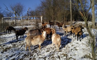 Ovčín pro zachráněné ovce a kozy v Motýlím království