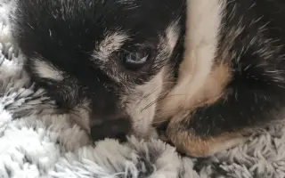 ROMINKA – malá čivavka s velkým srdcem ❤️❤️❤️