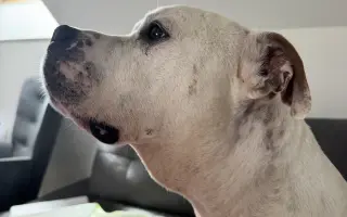 Pomohli jste Ronnymu v boji se zákeřným lymfomem