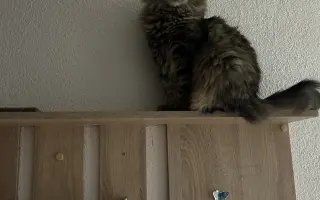 Pomoc kočkám dochází nám zásoby krmení