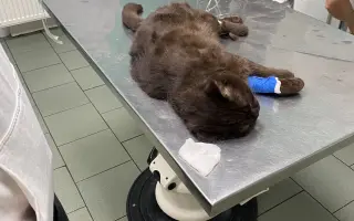 Pomozme kocourkovi Benediktovi, který sám pomáhal druhým