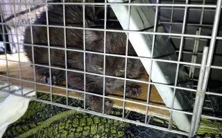 ZACHRAŇME KOŤÁTKA PŘED ZIMOU!