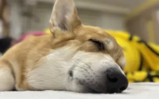 Srdce pro Ginu ❤️🦊