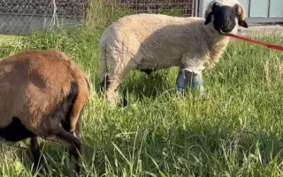 Pomozte beránkovi Knedlíčkovi opět běhat s dětmi.🤍