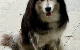 Psí záchranář koťat Deywana bojuje s rakovinou. Pomozme mu vrátit naději!