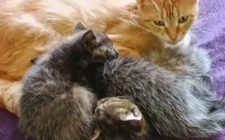 Pomohli jste dát druhou šanci kočkám z lázní