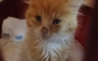 ZACHRAŇME KOŤÁTKA PŘED ZIMOU!