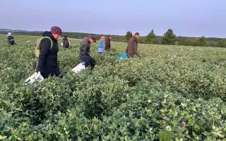 Dron s termovizí na záchranu srnčat při sečích na Chebsku.
