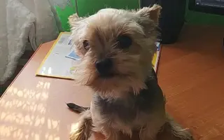 Pejsek Ajax potřebuje operaci nožičky