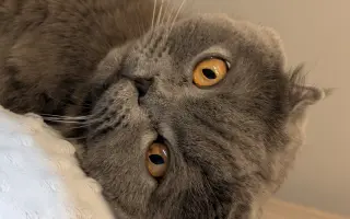 Pomozte Mapleovi bojovat nejen s FIP