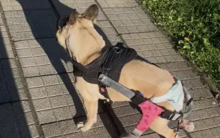 Podpořme Bubbu, statečnou buldočici na vozíčku