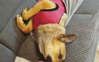 Darujte prosím Roxy život – šance na operaci a další roky plné radosti