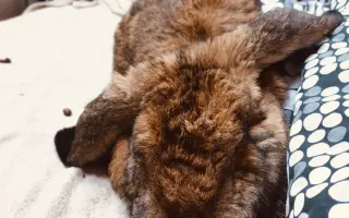 Prosíme, pomozte Nefince přestat trpět 💔