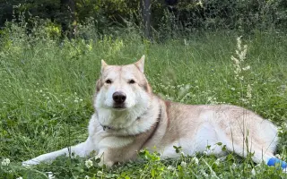 Pomohli jste Argouškovi v boji s agresivním nádorem