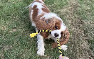 Akutní operace kyčle pro Charlieho: pomozte mu opět běhat bez bolesti