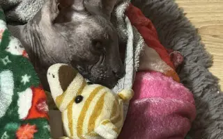 Boj o život naháče Iwa