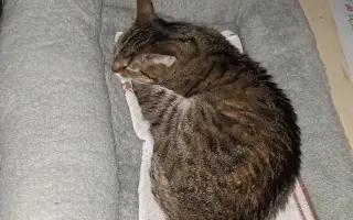 9 nalezených Lásek