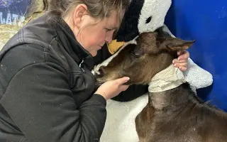 Miracle Joy After Storm ✨🐴