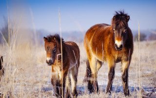 Záchrana divokých koní a dokončení rezervace v Milovicích