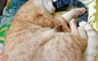 Kočičí bojovník co chce zdolat smrtelnou nemoc