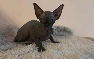 Pomoc pro kocourka Jeníčka