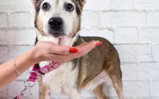 Pomáháme opuštěným a týraným psům najít cestu domů 🩷