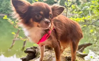 Pomozme Xyrušče znovu běhat 🐾♥️