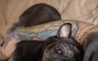 Pomozte nemocnému Maxovi a 14 drobečkům z velkomnožírny!