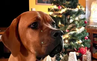 Operaci kyčlí pro Shiru