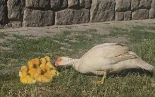 Sucho vypálilo pastviny. Zachráněná zvířata potřebují seno.