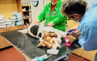 POMOC PRO FOXÍČKA, ASPENA A TAFFY-JACKA