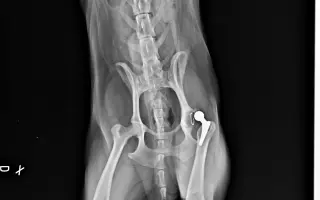 Akutní operace kyčle pro Charlieho: pomozte mu opět běhat bez bolesti