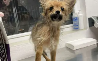 Lepší život pro Katie