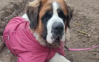 Spřízněné duše – léčba pro maxi a mini fenku ❤️