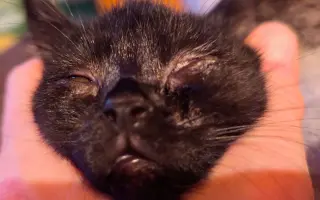 Pomoc pro opuštěná zvířátka - Kastrace, veterina, krmeni, kočkolit