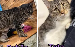 Kočičky Teta a Babča si zaslouží život bez bolesti