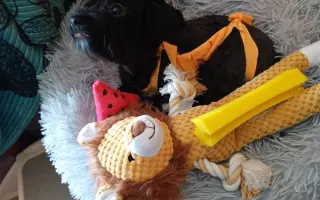 Pomohli jste Orny podstoupit život zachraňující operaci