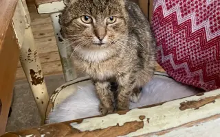 Pomozte❤️ Srdce pro zvířata - naděje pro opuštěné